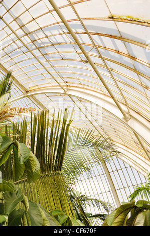 Intérieur de la Palm House, la colonie la plus importante structure de verre et de fer de l'époque victorienne dans le monde, à Kew Gardens. Banque D'Images