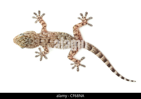 Reptile gecko tacheté brun isolé sur blanc, vue de dessus Banque D'Images