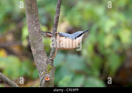 Blanche Sitta europaea dans classic posent, Sussex, UK forestiers Banque D'Images