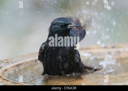 Starling, Sternus vulgaris baigner dans un birdbath Banque D'Images