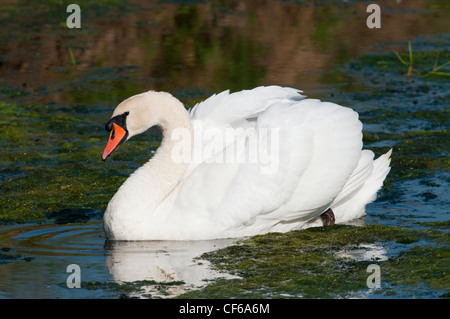 Cygne muet close up portrait, Pett, Sussex, UK Banque D'Images