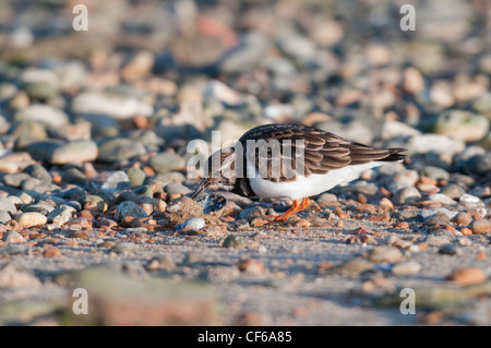 Alimentation à partir de moules brisées récent sur la plage, le seigle, Sussex, UK Banque D'Images