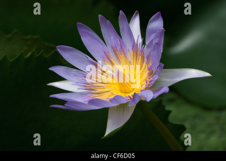 Horizontal image de beau nénuphar bleu sur fond noir. Banque D'Images