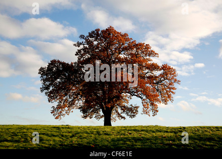 Un chêne en automne. L'une des plus anciens arbres vivants, s'étendant sur 400 ans dans certains cas et pour cette raison, de vieux chênes wer Banque D'Images