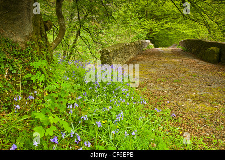 Bluebells au premier plan à la base d'un grand arbre, à côté de l'ancienne, couverte de feuilles Treverbyn pont de pierre sur la rivière Banque D'Images