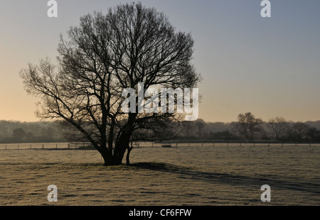 Des scènes d'hiver à Wooburn Moor.Un paysage d'hiver un grand arbre attrayant dans un champ couvert de givre Banque D'Images