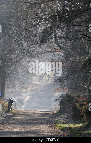 Les gens marcher entre l'avenue d'arbres entourés de brume ou de brouillard très saisonnière Banque D'Images