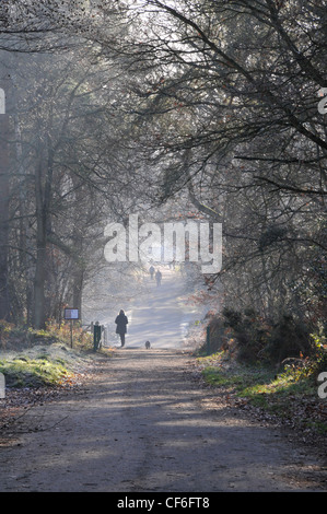 Les gens marcher entre l'avenue d'arbres entourés de brume ou de brouillard très saisonnière Banque D'Images