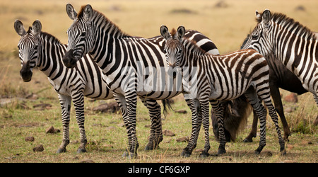 Kenya - Masai Mara - Zebra Family Banque D'Images