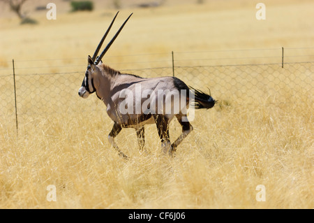 Un tournant gemsbok (Oryx gazella) près de la clôture d'un match ferme. Désert du Namib. La Namibie Banque D'Images