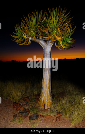 Qiuver tree (Aloe dichotoma) au coucher du soleil, Désert du Namib, Namibie. Banque D'Images