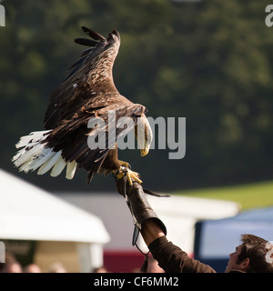 Pygargue à queue blanche - Haliaeetus albicilla Banque D'Images
