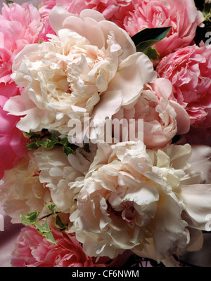 Les Pivoines, rose et blanc, close-up photographie couleur vertical Banque D'Images