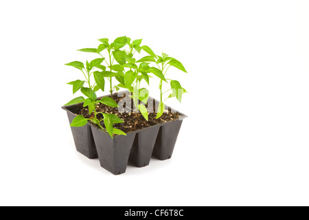 Les semis de piment sur fond blanc. Banque D'Images
