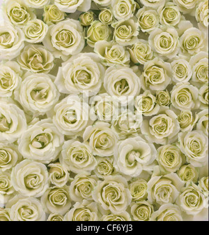 Fleurs, roses thé, photographie verticale. Vert clair blanc avec des couleurs neutres. Fleurs Solides. Bien que possible l'arrière-plan. Banque D'Images