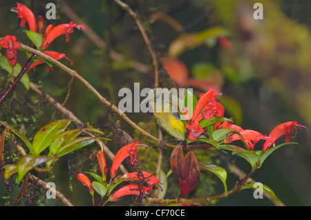 Un mineur à queue verte (Sunbird Aethopyga nipalensis) perches dans une forêt de nuage au sommet du Doi Inthanon National Park. Banque D'Images