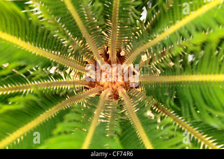 Cycas revoluta - Le Sagoutier Banque D'Images