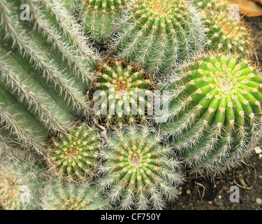 Espèces de cactus Trichocereus Banque D'Images