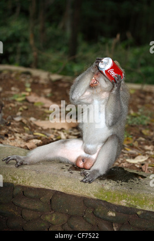 Monkey boire d'une canette de Coca Cola. Cette longue queue Macaca fascicularis Macaque, a volé le verre d'un touriste. Banque D'Images