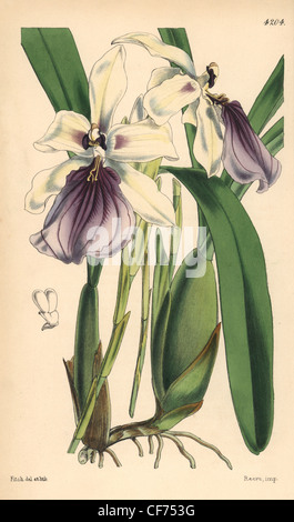 Orchidée miltonia voyantes, Miltonia spectabilis. Banque D'Images