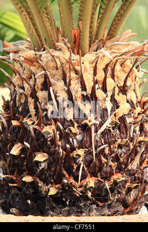 Cycas revoluta - Le Sagoutier Banque D'Images