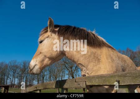 Beau fjord horse derrière une clôture Banque D'Images