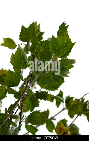 -Jusqu'à proximité de sycomore feuilles sur les jeunes arbres. Banque D'Images