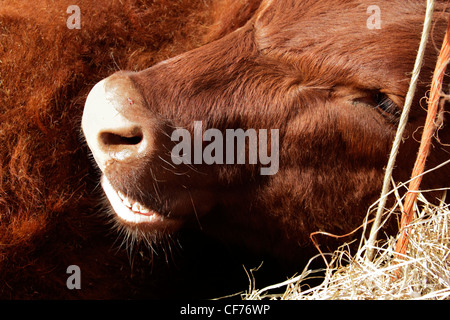 Red poll bullock close up Banque D'Images