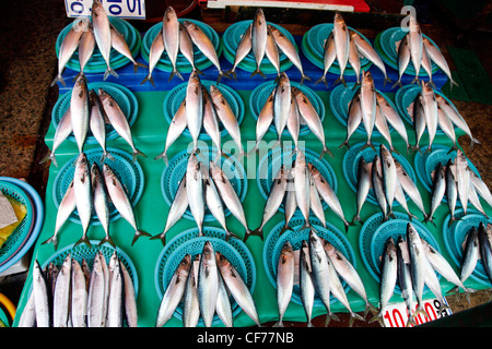 Poisson sur écran en marché aux poissons de Jagalchi à Busan, Corée du Sud Banque D'Images