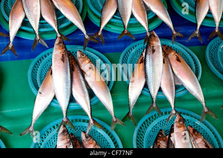 Poisson sur écran en marché aux poissons de Jagalchi à Busan, Corée du Sud Banque D'Images