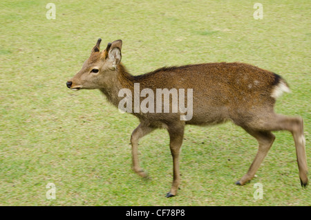 Jeune mâle cerf sika, Cervus nippon, marchant sur un pré à Nara, Japon Banque D'Images