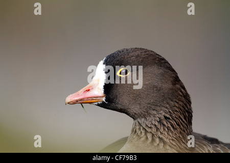 Oie naine Anser erythropus,, seul oiseau head shot, captive, Février 2012 Banque D'Images