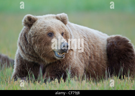 L'ours brun d'Alaska Banque D'Images