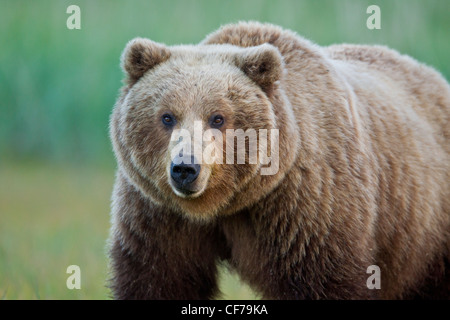 L'ours brun d'Alaska Banque D'Images