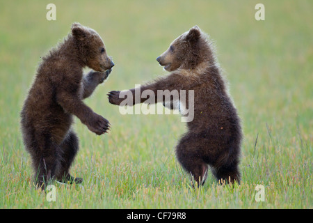 L'ours brun d'Alaska d'Oursons jouant Banque D'Images