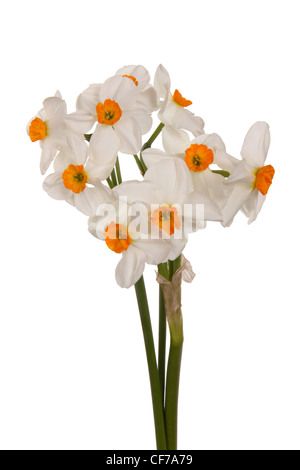 Bouquet de jonquilles tazetta orange et blanc Banque D'Images