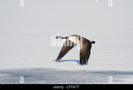 Les bernaches du Canada adultes volant bas au-dessus d'un lac gelé. Banque D'Images