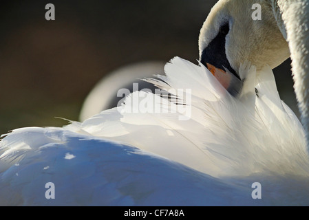 Des profils cygne muet se lisser les plumes. Banque D'Images