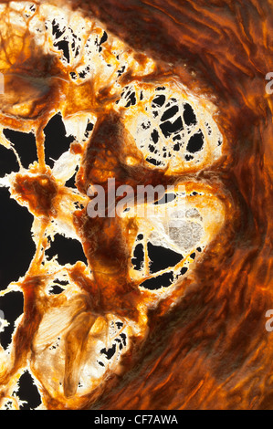 Retour allumé coupe transversale de moelle osseuse avec des graines séchées contre la lumière Banque D'Images