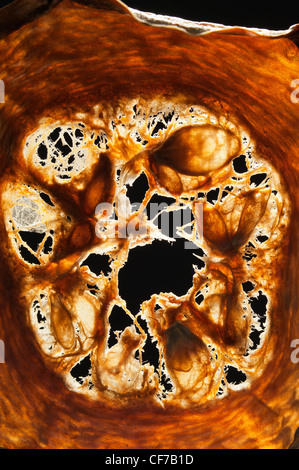 Retour allumé coupe transversale de moelle osseuse avec des graines séchées contre la lumière Banque D'Images