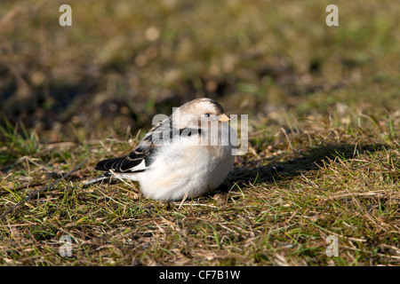 Bruant des neiges Plectrophenax nivalis mâle adulte en plumage nuptial sur le terrain Banque D'Images