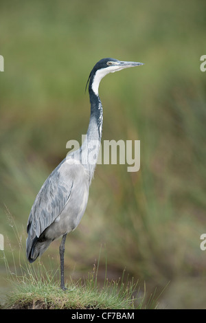 Heron (Ardea melanocephala Black-Headed) Tanzanie, Afrique Banque D'Images