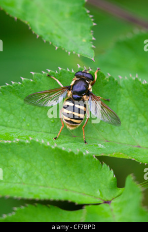 Hoverfly Sericomyia silentis mouche adulte au repos sur une feuille Banque D'Images