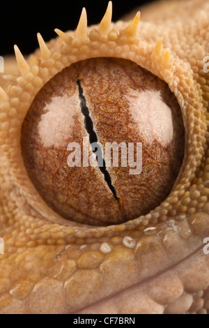 Close up d'un oeil d'un nouveau Caledonian Crested Gecko (rhacodactylus ciliatus). Aussi connu sous le nom de Gecko à cils. Banque D'Images