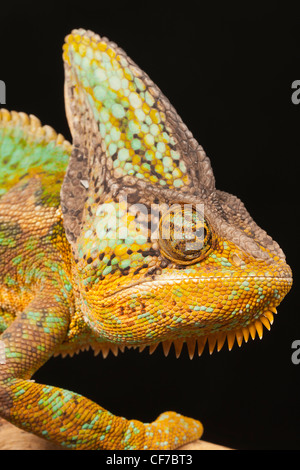 Yémen (Voilé), Chameleon chamaeleo calyptratus. Banque D'Images