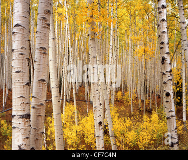 La couleur de l'automne s'agit de trembles, herbes et fougères près de col de l'Ohio, près de Crested Butte dans Colorada Banque D'Images