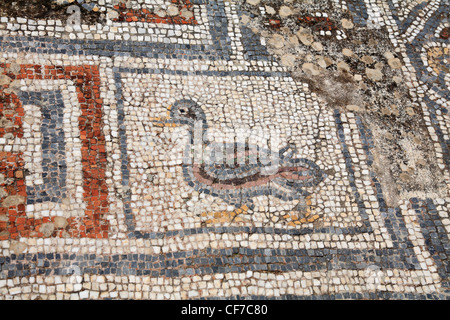 Mosaïque d'un canard sur le sol ou une boutique dans la rue de l'Curetes Ephèse Turquie Banque D'Images