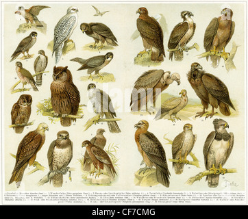 Divers oiseaux de proie. Publication du livre 'Meyers Konversations-Lexikon', Volume 7, Leipzig, Allemagne, 1910 Banque D'Images