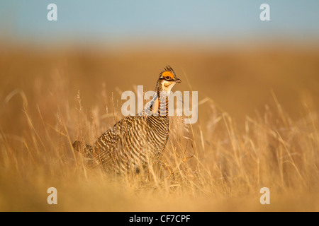 Homme la grande poule-des-prairies sur lek au printemps Banque D'Images