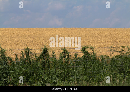 Sud du Minnesota terres agricoles américaines photos photos photos photographie large haute résolution horizontale aux États-Unis haute résolution US haute résolution Banque D'Images